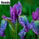 25 Seeds Iris Flower Purple Green Blue Garden Plants