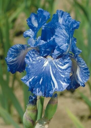 25 Seeds Bearded Iris Flower Blue White Garden Plants