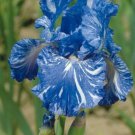 25 Seeds Bearded Iris Flower Blue White Garden Plants