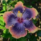25 Yellow Pink & Purple Hibiscus Flower Seeds Plants Garden Planting