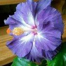 25 Seeds Blue White Hibiscus Flower Bright Plants Garden Planting