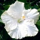 5 Snow White Hibiscus Flower Seeds Plants Garden Planting