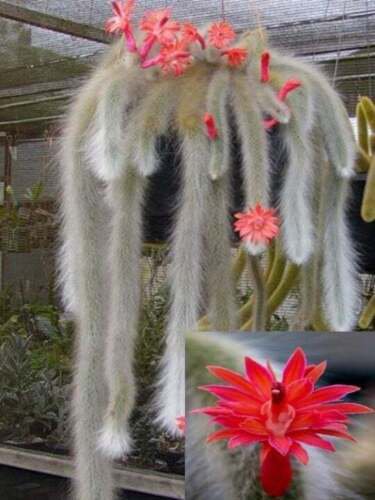 25 Seeds Monkey Tail Cactus Flower Plants Garden Planting 25 Pack