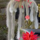 25 Seeds Monkey Tail Cactus Flower Plants Garden Planting 25 Pack