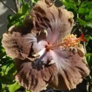 25 Brown Hibiscus Flower Seeds Plants Garden Planting