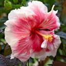 25 Red & White Hibiscus Flower Seeds Plants Garden Planting
