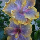 25 Bright Purple Yellow Hibiscus Flower Seeds Plants Garden Planting