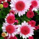 50 SEEDS Pink DWARF SUNFLOWERS Flowers