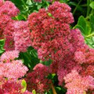 25 SEEDS AUTUMN JOY SEDUM Flower Plant Red Pink Garden Plants