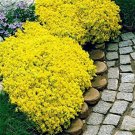 100 AUBRIETA YELLOW ROCK CRESS Flower Seeds Plants Garden Planting