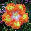 25 Orange Yellow Hibiscus Flower Seeds Plants Garden Planting