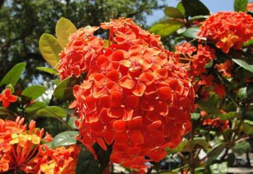 25 Seeds Orange Hydrangeas Flower Ground Cover Plant Garden Plants