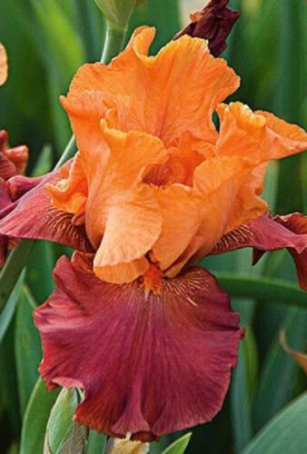 25 Seeds Iris Flower Orange Red Garden Plants