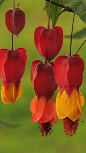 25 Red Orange Bleeding Heart Flower Seeds Plants Garden Planting