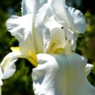 25 Seeds Iris Flower White Garden Plants