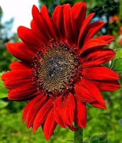 50 Ruby Red Sunflower Seeds Plants Garden Planting 50 Pack