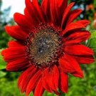 50 Ruby Red Sunflower Seeds Plants Garden Planting 50 Pack
