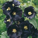 25 Seeds Black Hollyhock Flowers Garden