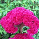 50 Seeds Neon Pink Cockscomb Celosia Argentea Cristata Beautiful Flower Plant