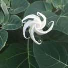 25 Seeds Huge White Moon Flowers Garden