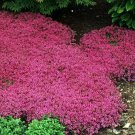 200 Seeds Alyssum Bright Neon Pink Flower Ground Cover & Hanging Plant