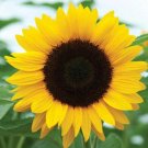 50 Seeds LARGE Sunflowers Yellow HUGE Garden Plants