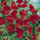 10 Seeds Ruby Red Sweet Pea Lathyrus Belinensis Beautiful Flower Plant