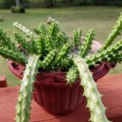 50 Flowering Cactus Seeds Red Flowers Plants Garden Planting