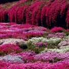 100 Seeds Pink Purple Rock Cress Flower Plants Garden Planting