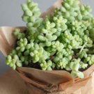 25 SEEDS Donkey's Tail Succulent Cactus Succulent Garden Plant