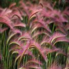 100 Seeds Foxtail Barley Ornamental Grass Hordeum Jubatumround Cover