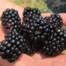 100 SEEDS Blackberry Blackberries Fruit