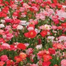 200 Seeds Falling in Love Poppy Flowers Garden Plants
