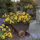 50 SEEDS Yellow DWARF SUNFLOWERS Flowers Miniature Flower Blooms