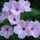 25 Seeds Lavender Purple Morning Glory Flowers Garden Planting