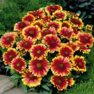 50 Seeds Blanket Cone Flowers Yellow Red Orange