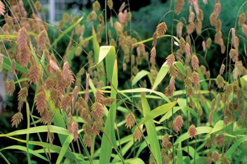 200 Seeds River oat Grass Ground Cover native plants