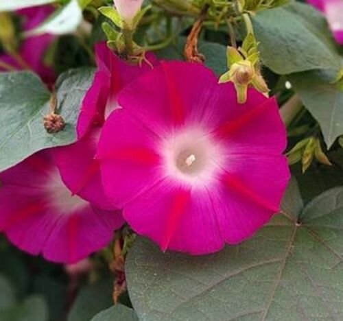 25 Seeds Pink & Ruby Red Morning Glory Flowers Garden Planting