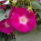 25 Seeds Pink & Ruby Red Morning Glory Flowers Garden Planting