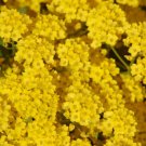 200 Seeds Basket of Gold Yellow Ground Cover Aurinia Saxatilis Garden