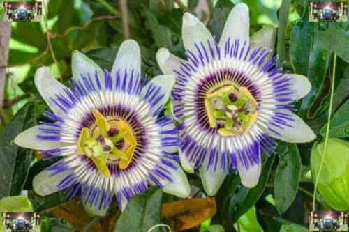 25 Seeds Passiflora Caerulea Flowers