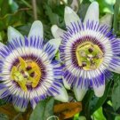 25 Seeds Passiflora Caerulea Flowers