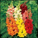 25 Seeds SNAPDRAGON FLOWERS Mixed Colors