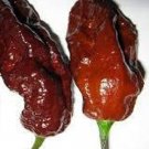 25 Seeds Chocolate Ghost Peppers HOT