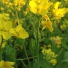50 Seeds Mustard, Dijon, Brassica juncea