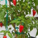 25 Ghost Pepper Seeds - Red Bhut Jolokia