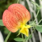 10 Seeds Orange & Yellow Sweet Pea Lathyrus Belinensis Beautiful Flower Plant