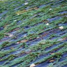 200 Seeds Creeping Juniper Ground Cover Garden Horizontalis