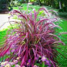 100 Seeds Fireworks Fountain Ornamental Grass Foliage