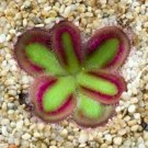 10 SEEDS Drosera Erythrorhiza Cactus